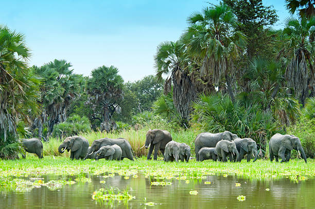 Nyerere National Park